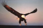 Les ailes et les serres du pygargue américain