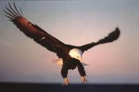 Les ailes et les serres du pygargue américain