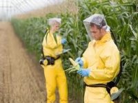 Les OGM, un enjeu majeur